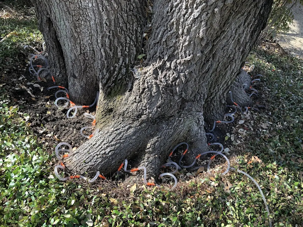 Detailed Tree Cabling and Bracing job site in Moorefield