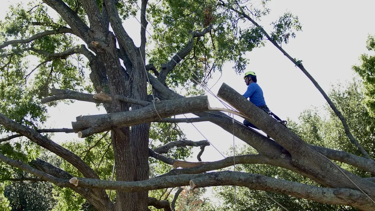 Professional Hazardous Tree Removal performed by certified arborists in Moorefield